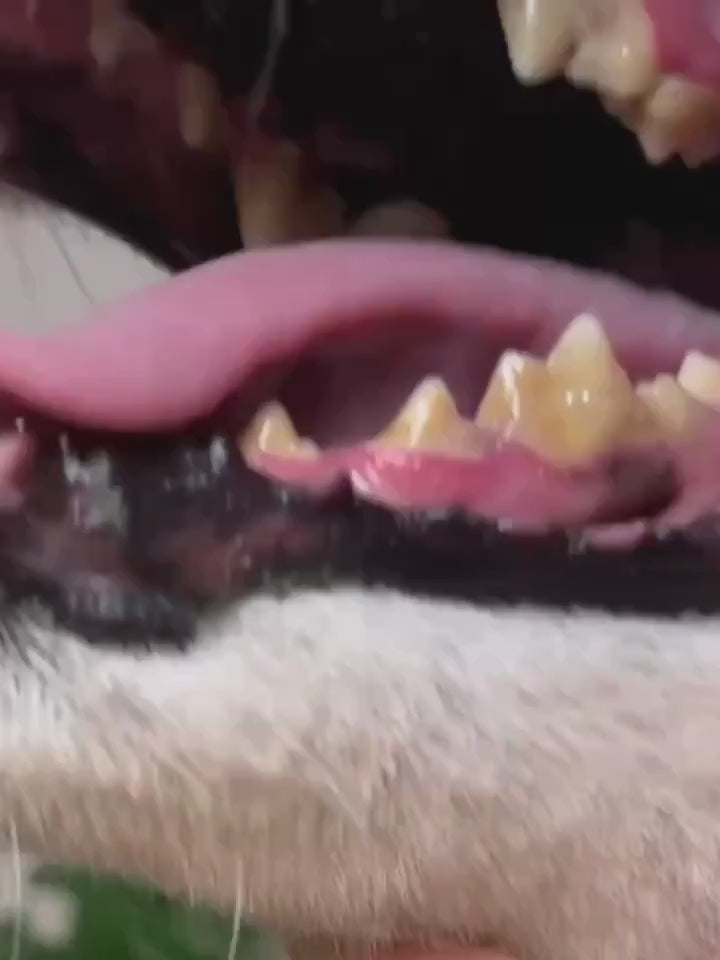 Tandstensskrapa För Hund,
Ta Bort Tandsten, Tandstensskrapa 3 sets för hund och katt - Djurslottet