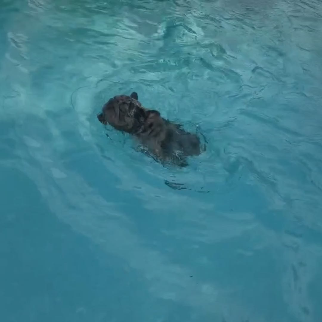 Video av Simnivo Flytväst för Hund med Hakstöd - Djurslottet