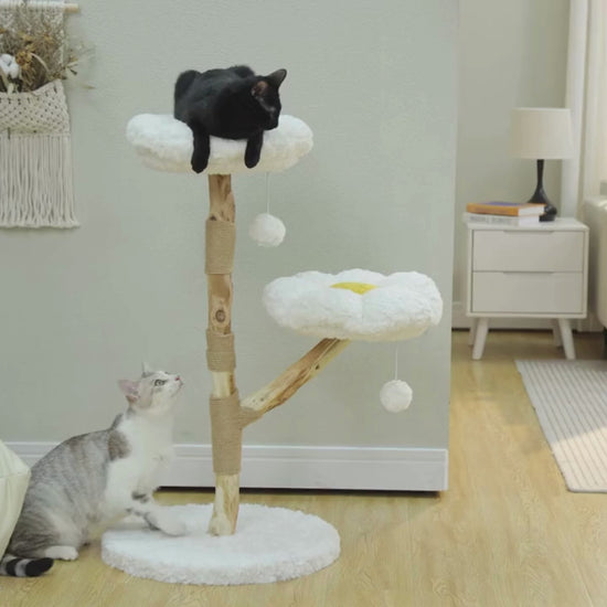 CozyCloud Klösträd i Naturträ video