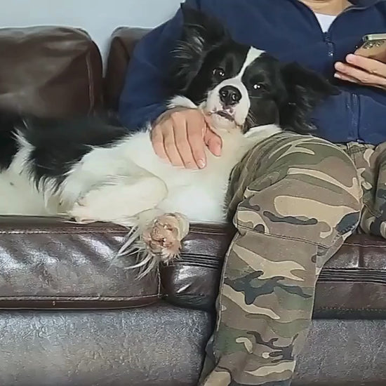 Video av Hundsele med inbyggt flexikoppel - Djurslottet