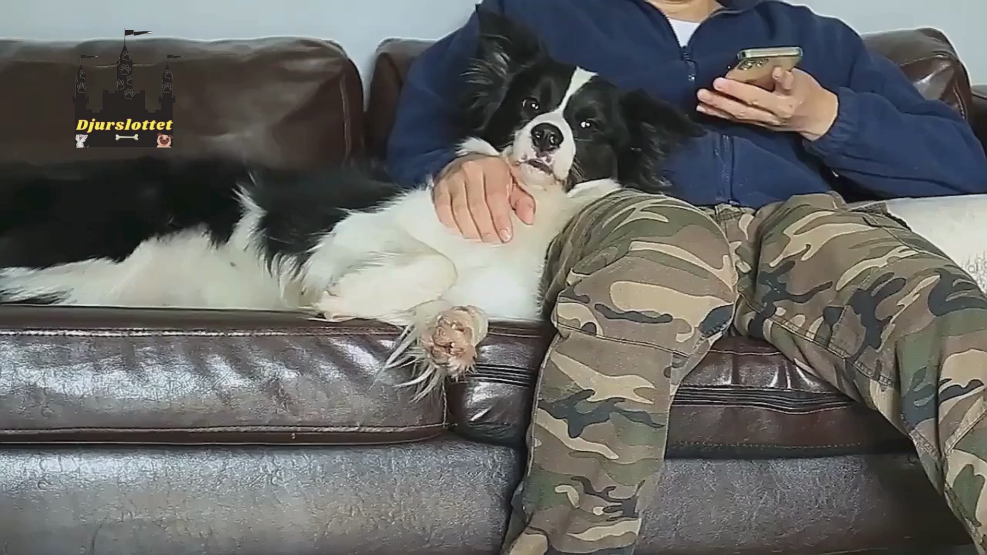 Video av Hundsele med inbyggt flexikoppel - Djurslottet