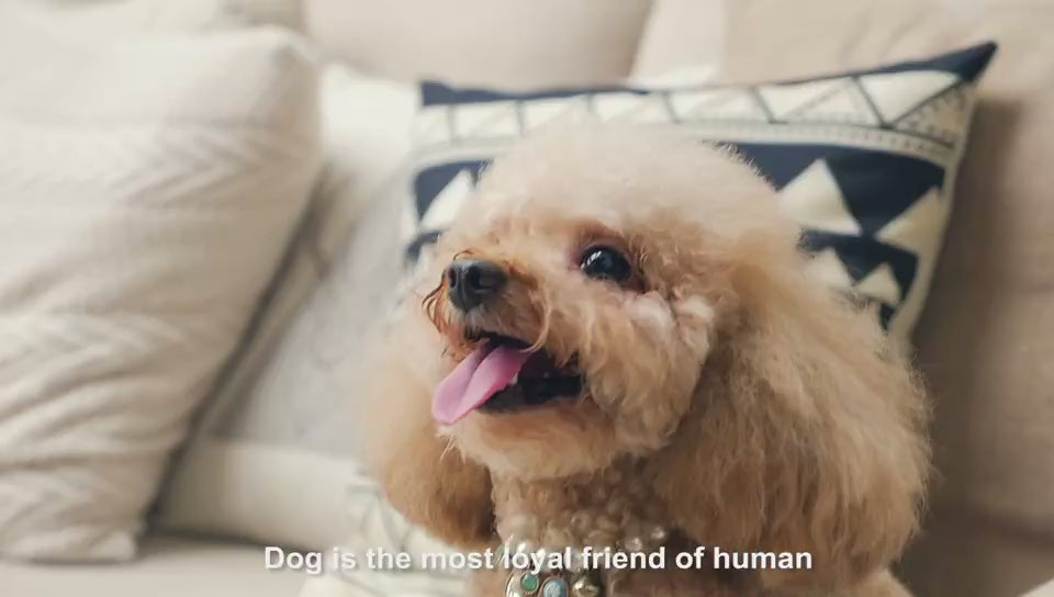 Video av Citronella antiskällhalsband - Djurslottet