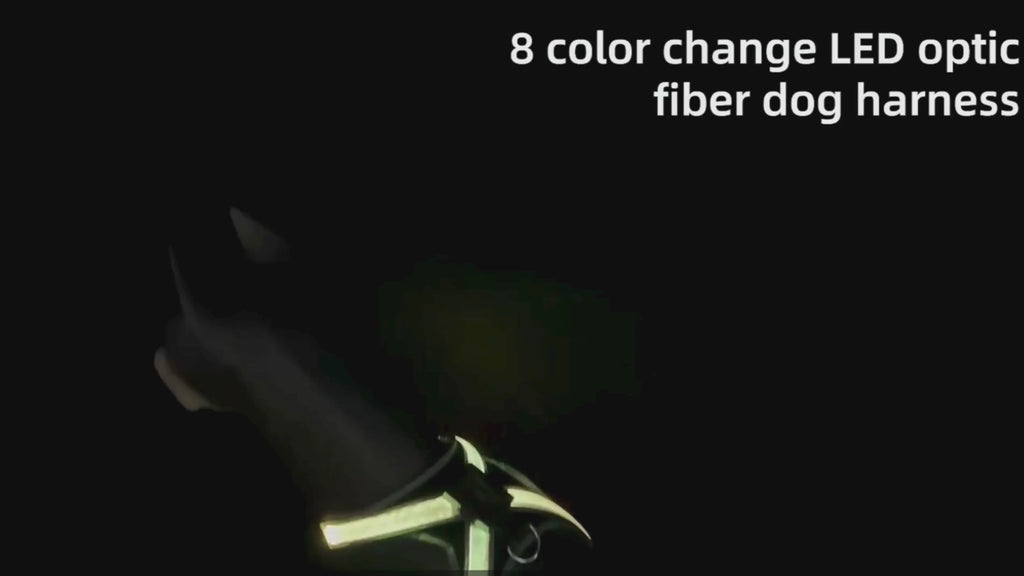 IllumiWalk LED Multifärgssele