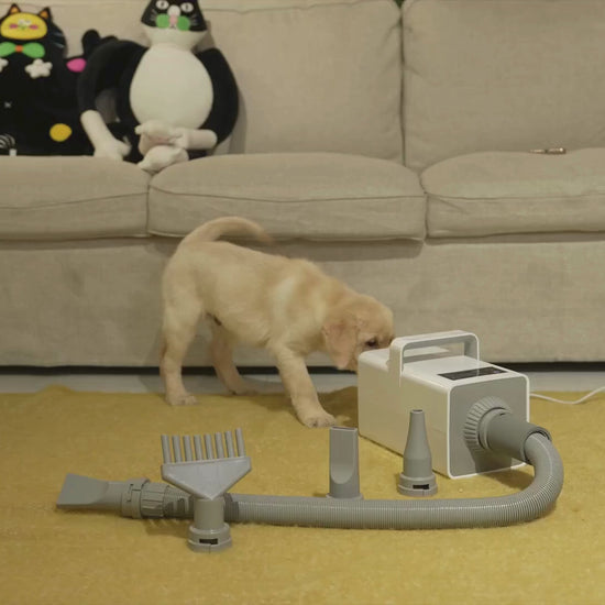 Video av Petdryer Hårfön för husdjur - Djurslottet