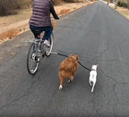 Video av Flexura Hundkoppel till cykel - Djurslottet