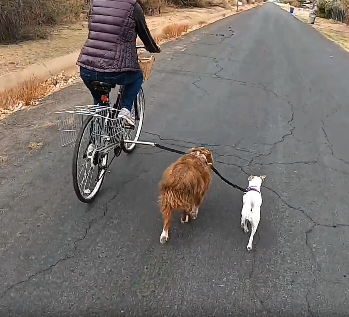 Video av Flexura Hundkoppel till cykel - Djurslottet