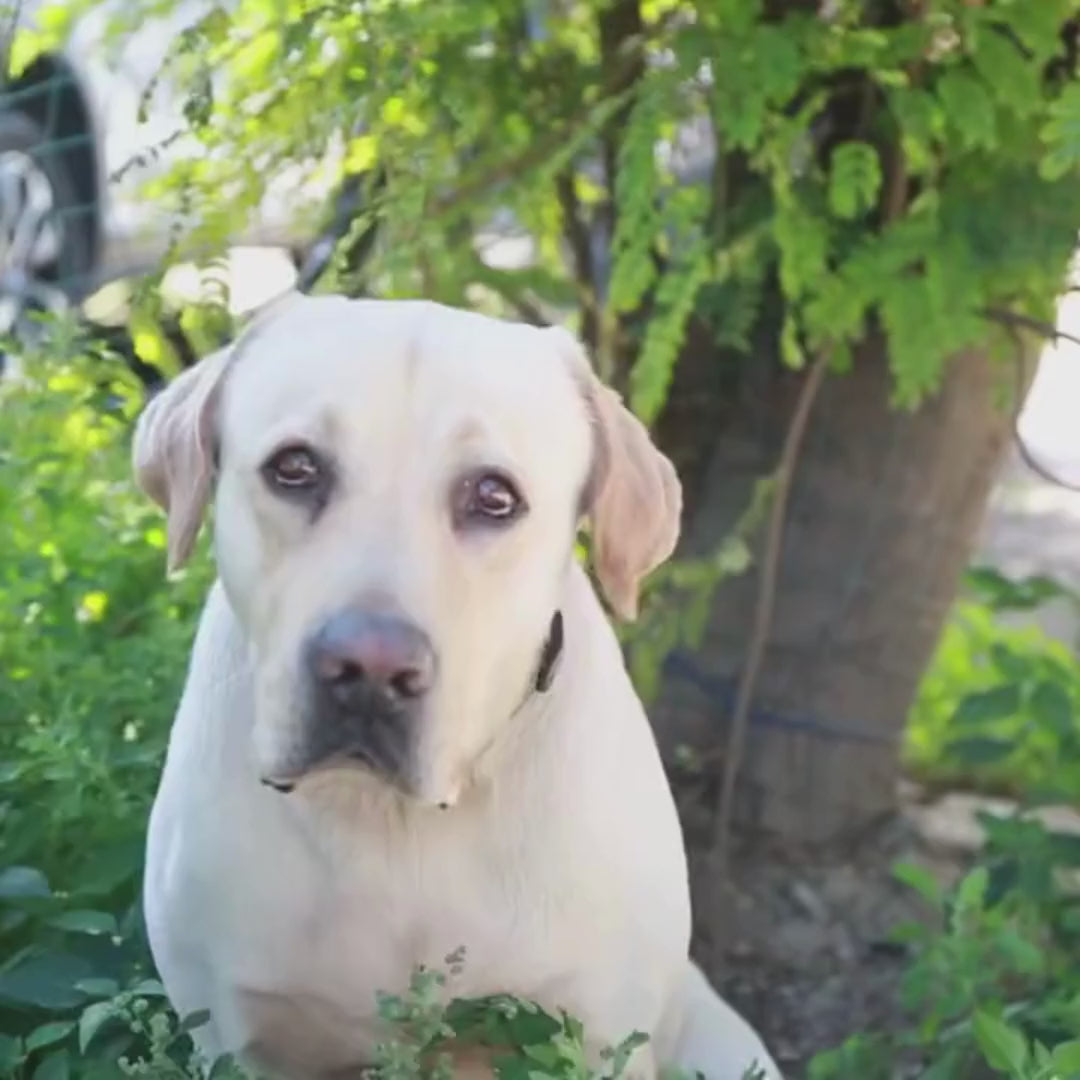 Video av Leaf Flaska - Djurslottet