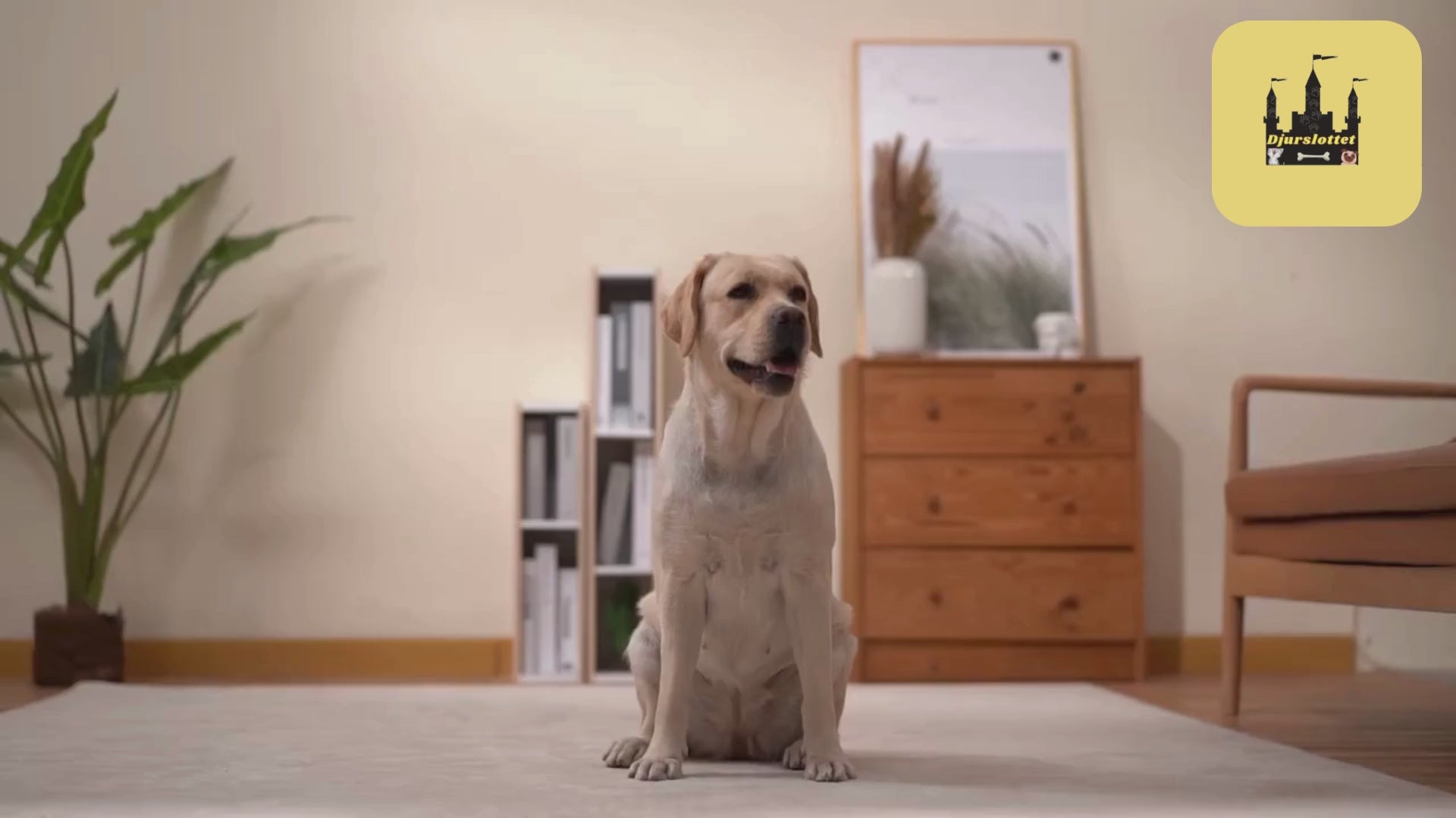 Talande Knappar Hund, Knappar Till Hund, Talande knappar för husdjur