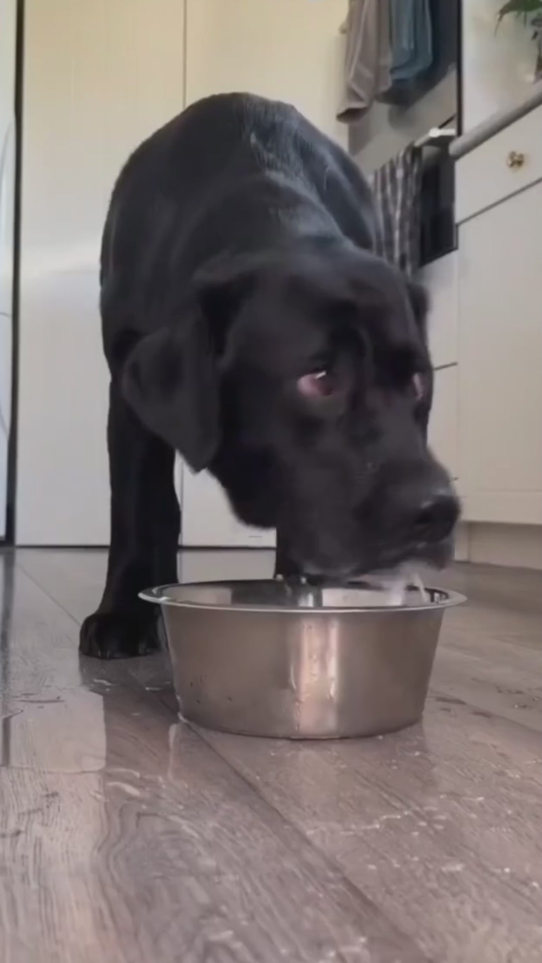 Vattenskål Till Hundbur, 
Spillsäker Vattenskål Hund, Antispill vattenskål - djurslottet