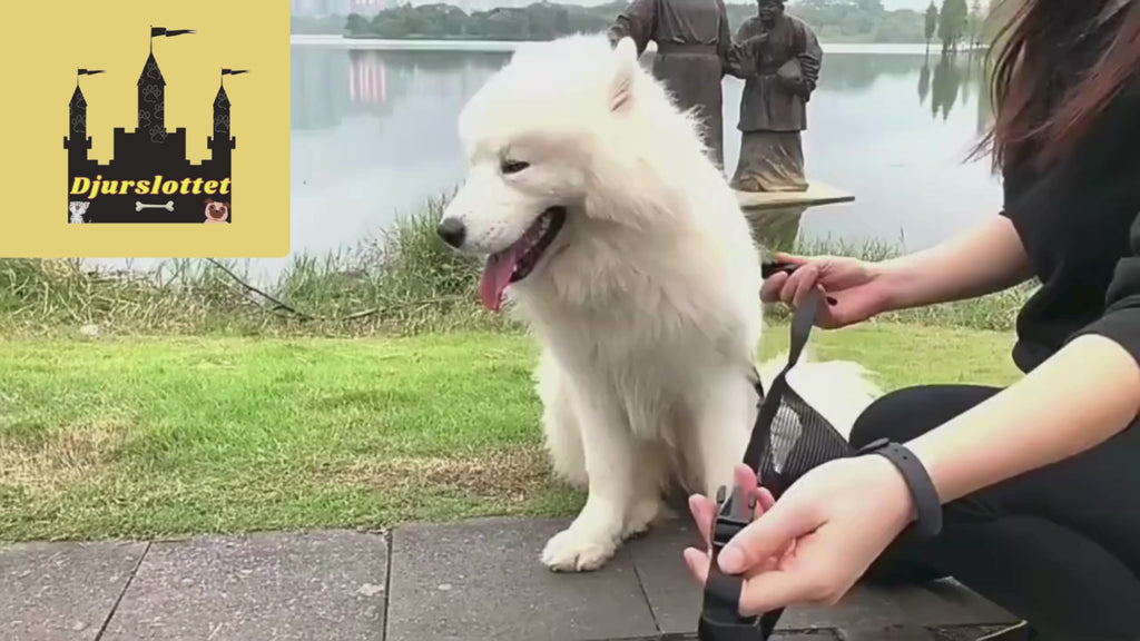 Video av Munkorg till Hund - Djurslottet