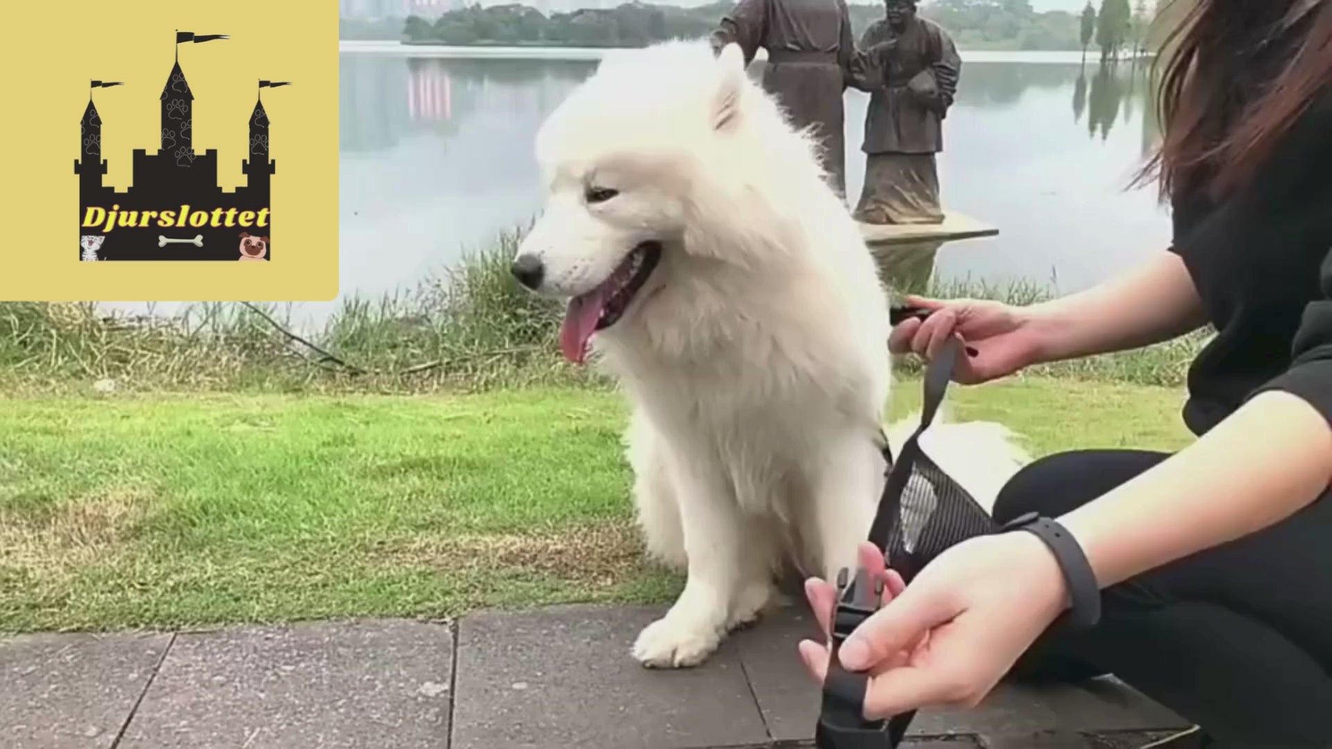 Video av Munkorg till Hund - Djurslottet