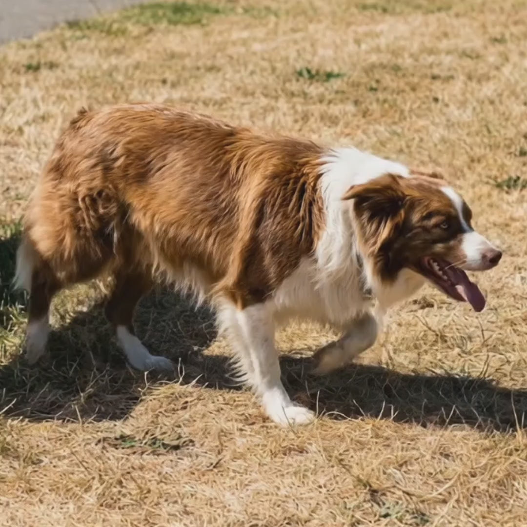 Video Frostypaws Kylmatta för hund - Djurslottet