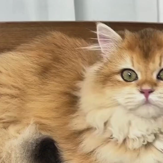Video av Upphöjd träsäng för katt och hund - Djurslottet