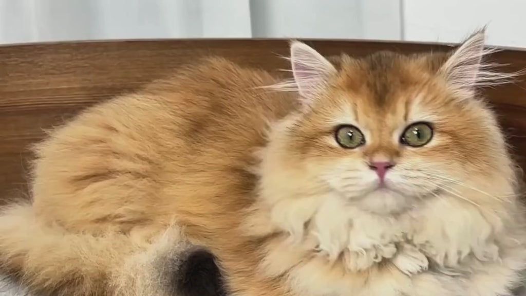 Video av Upphöjd träsäng för katt och hund - Djurslottet