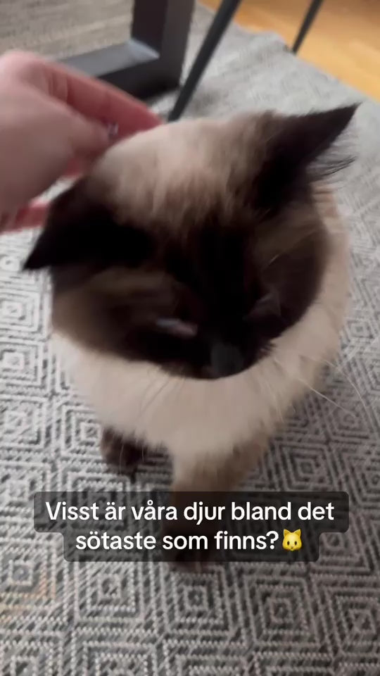 Skyddsöverdrag Utemöbler, 
Möbelskydd Loungesoffa, Genomskinligt Möbelskydd - Djurslottet