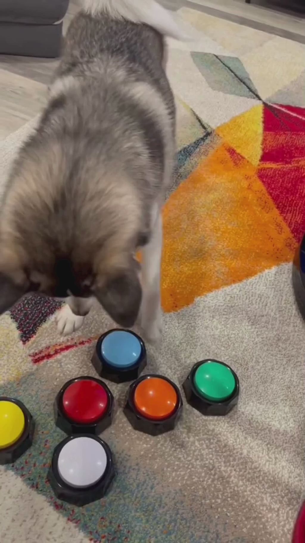 Talande Knappar Hund, Knappar Till Hund, Talande knappar för husdjur