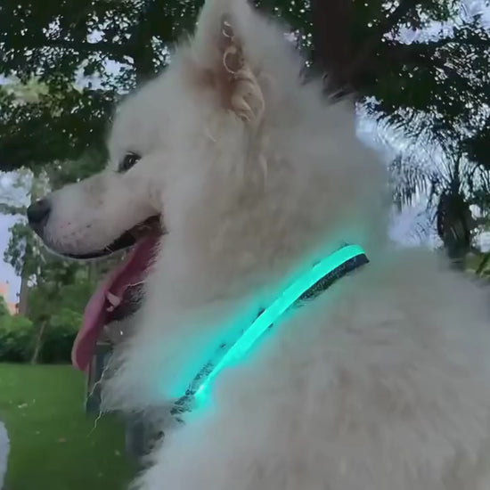 Video av LunaPaw Halsband med LED-belysning - Djurslotet