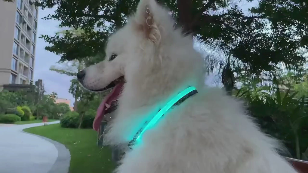 Video av LunaPaw Halsband med LED-belysning - Djurslotet