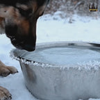 Eluppvärmd Vattenskål video - Djurslottet