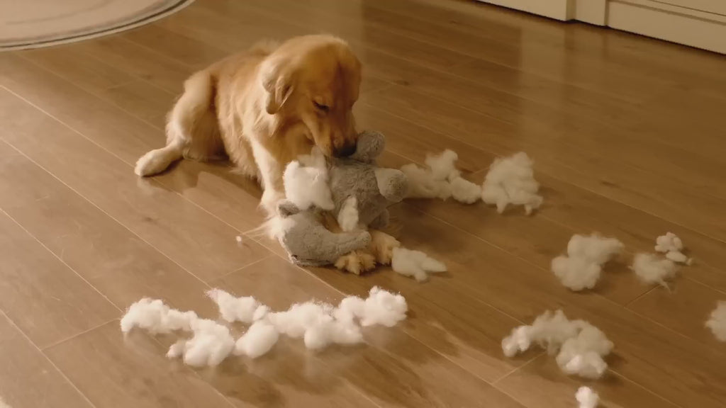 cheerble interaktiv boll video