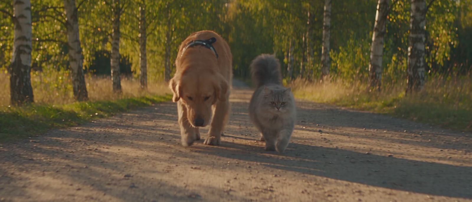 Hund på höstpromenad i skymningen med reflex