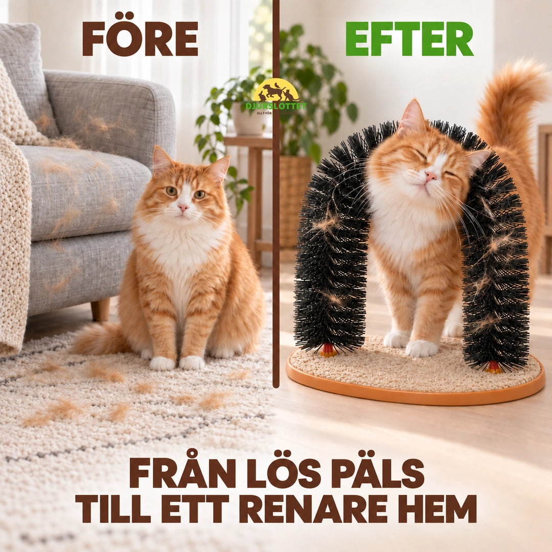 Från lös päls till ett renare hem med Purrnivo Självborste