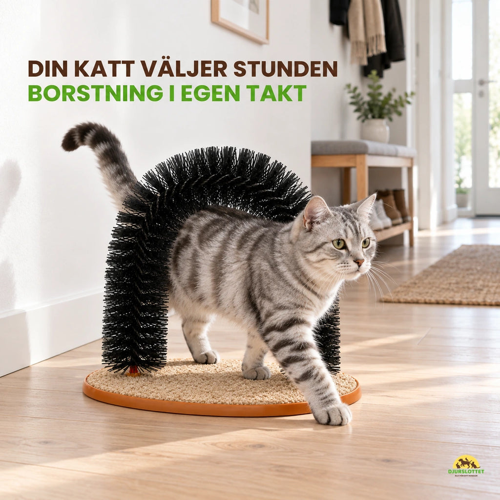 Silvergrå katt går genom Purrnivo Självborste i en ljus hall