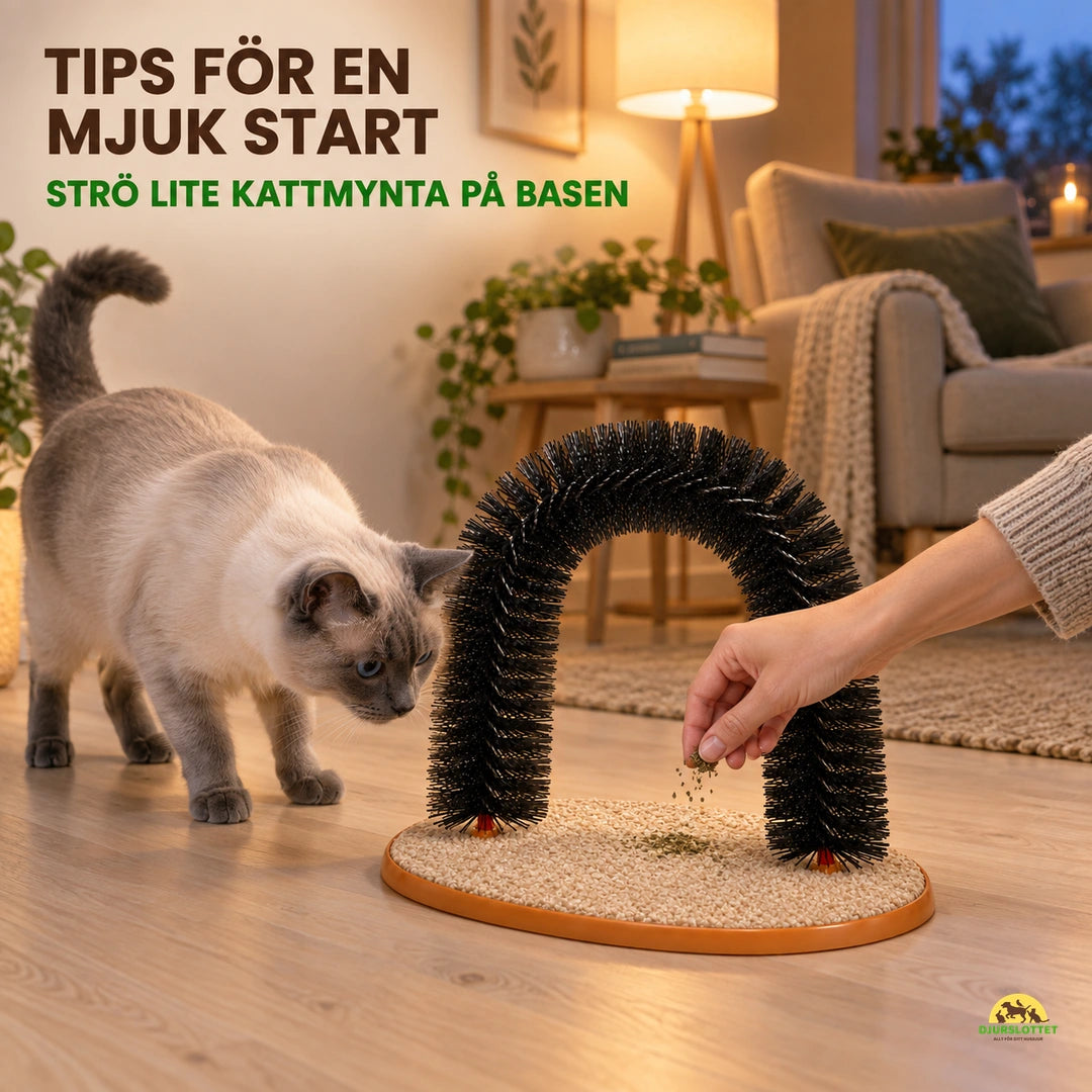 Nyfiken katt introduceras till Purrnivo Självborste med lite kattmynta