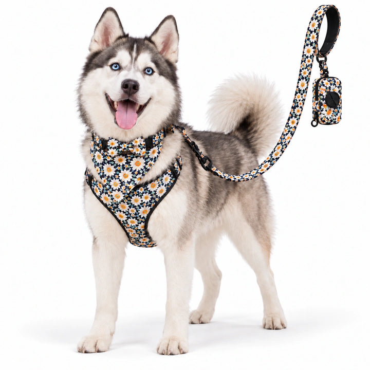 Tassvyn Hundselepaket – Prästkragemönster på husky med vit bakgrund – Djurslottet