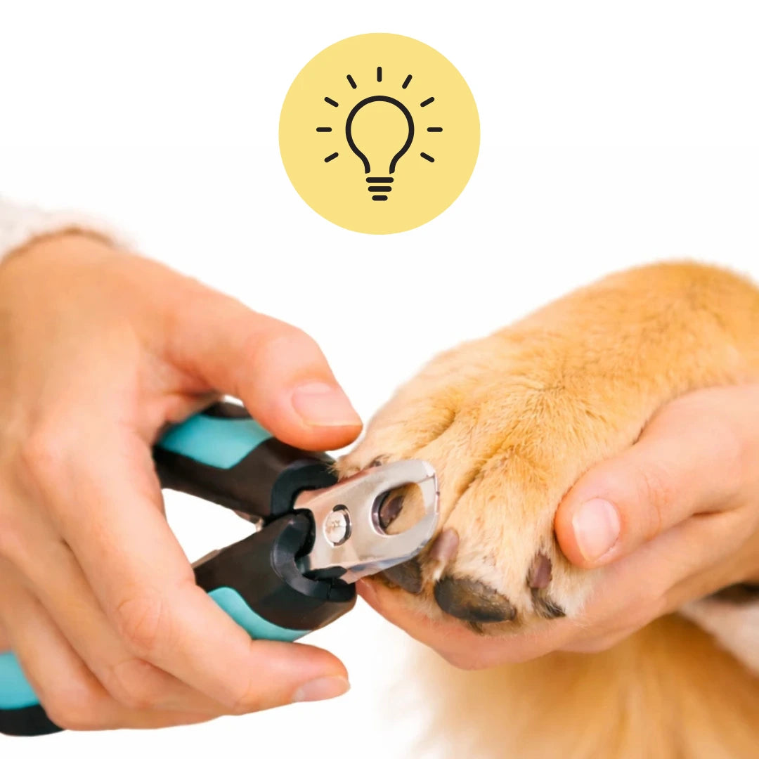 Djurslottet tips och råd – trygg kloklippning på hund med vit bakgrund