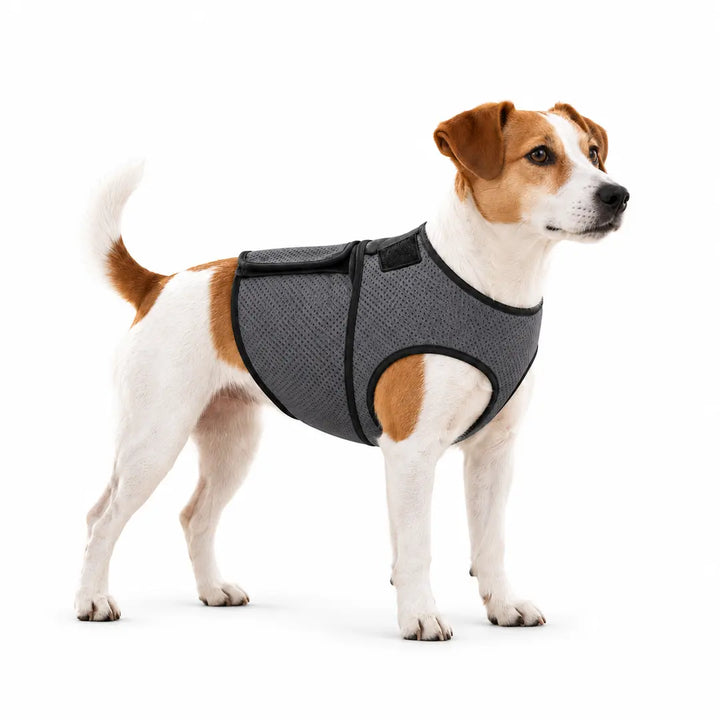 Jack russell med Tryggivo Lugnande hundväst i storlek XS – Djurslottet