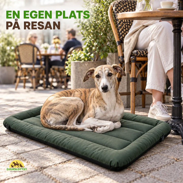 PawHut resehundbädd med lugn whippet på uteservering