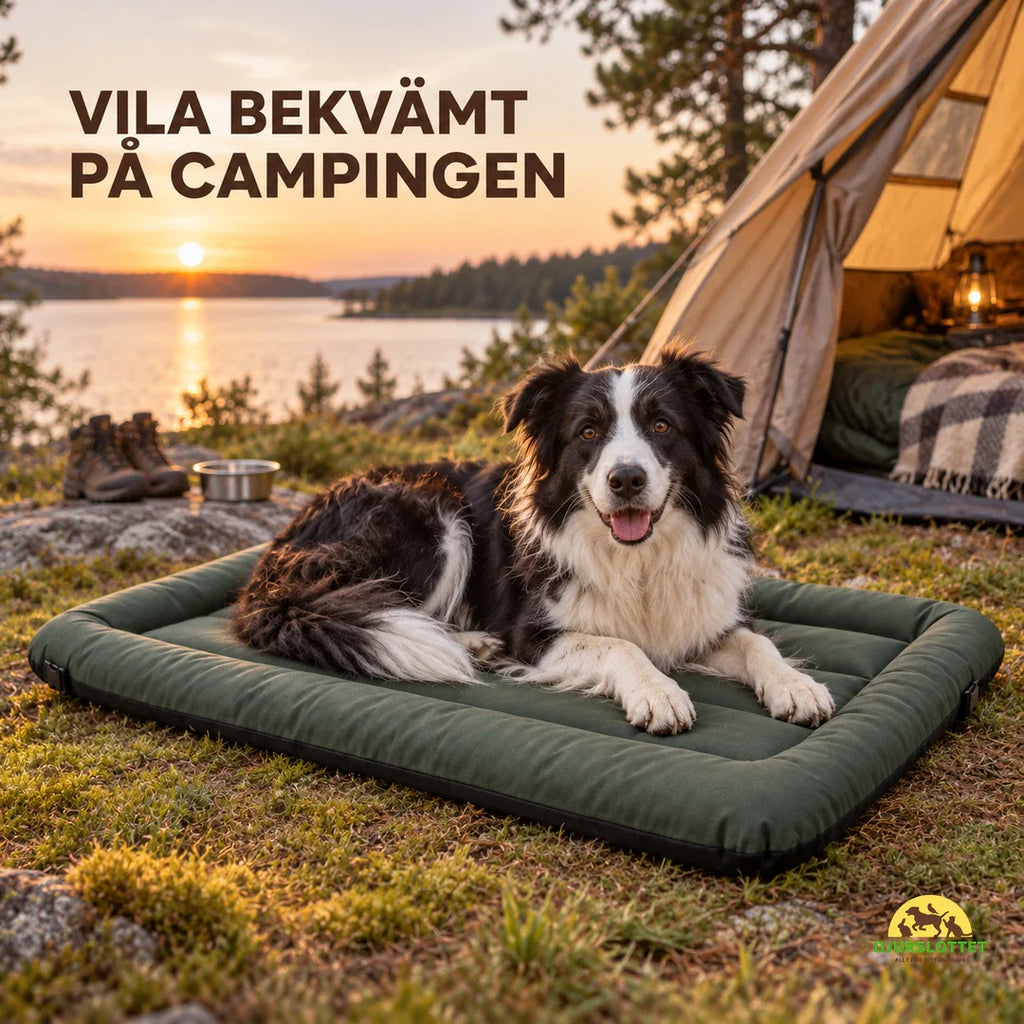 PawHut hundbädd för utomhus med border collie på camping