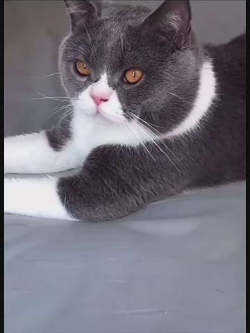 borste för hund och katt - Djurslottet