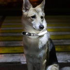 Airtag Halsband Katt,
Airtag Hundhalsband, Lysande Airtag halsband För hundar- Djurslottet