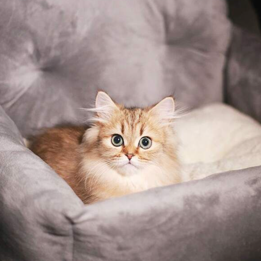 ComfyRide Bilsäte med Säkerhetsrem - Djurslottet