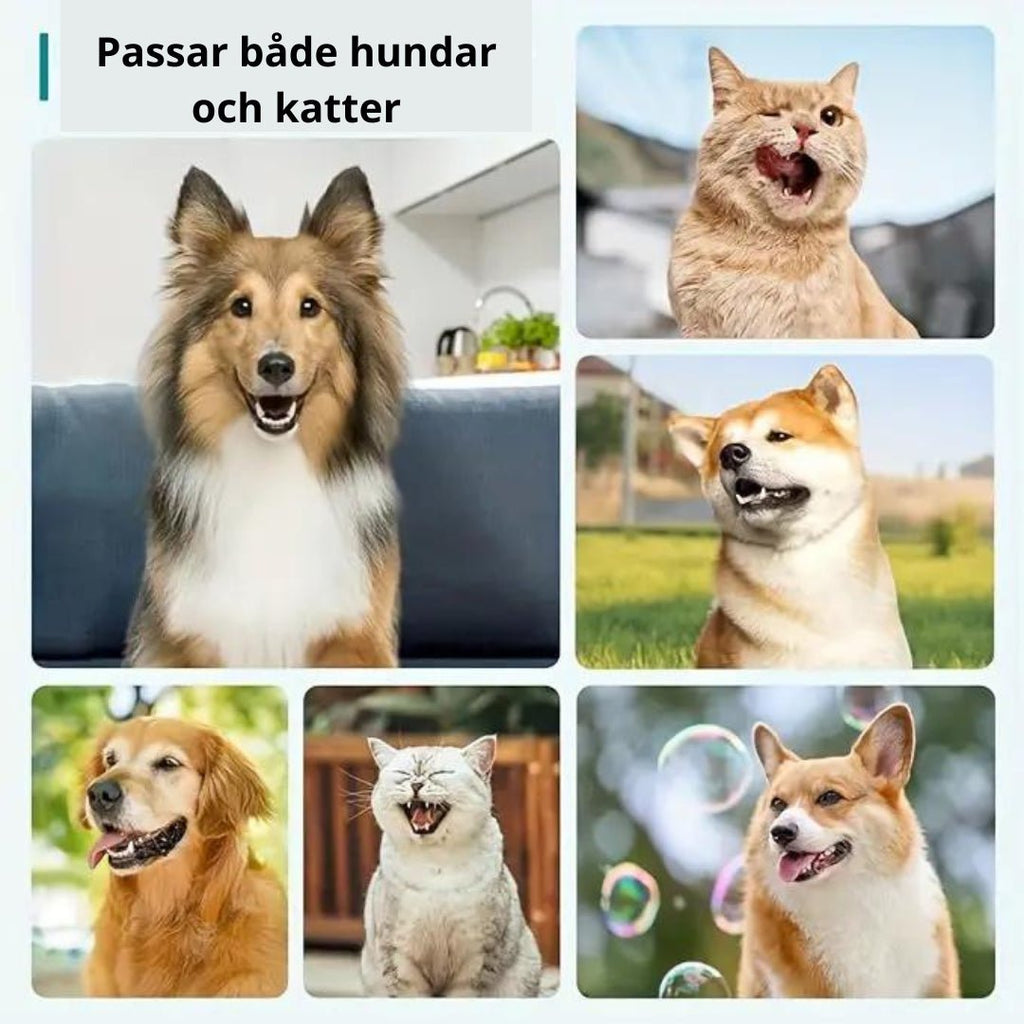 Tandstensskrapa För Hund,
Ta Bort Tandsten, Tandstensskrapa 3 sets för hund och katt - Djurslottet